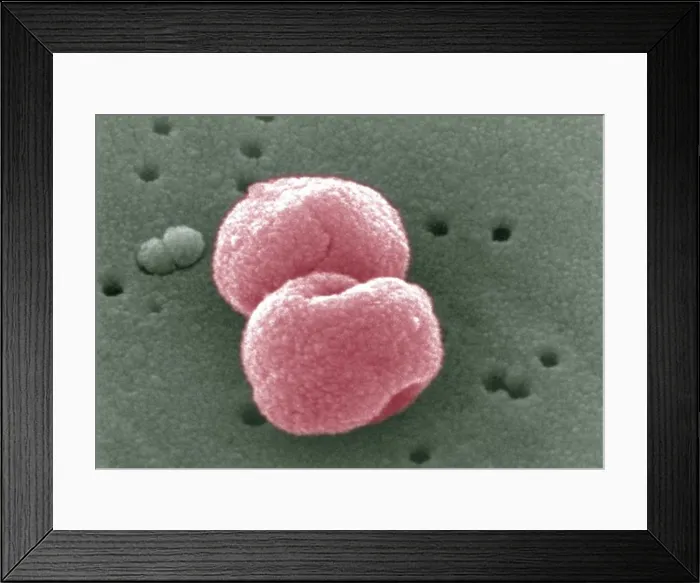 Framed Print : SEM image of Gram-positive Streptococcus pneumoniae bacteria