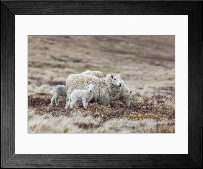 Framed Print : Shetland Sheep, a traditional, hardy breed of the Northern Isles in Scotland Framed Print : Shetland Sheep, a traditional, hardy breed of the Northern Isles in Scotland