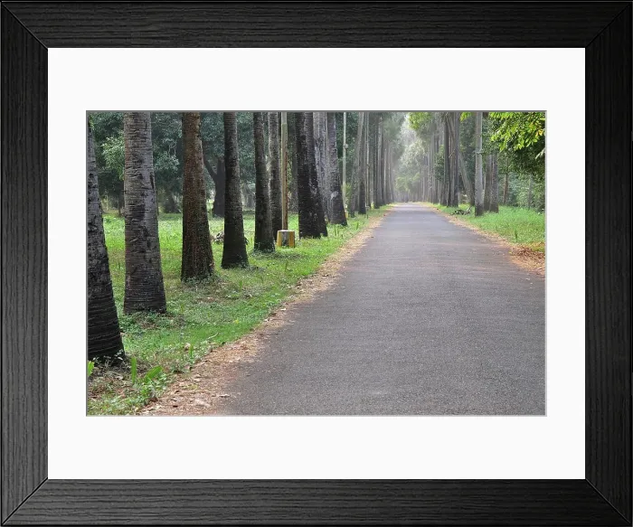 Framed Print : Road Botanical Garden West Bengal India Copyright: xRabinxChakraborty / DinodiaxPhotox