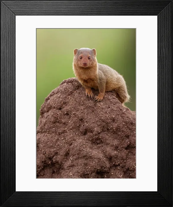 Framed Print : Dwarf Mongoose (Mungos mungo) on termite mound