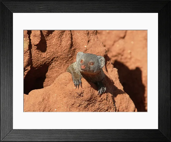 Framed Print : dwarf mongoose at termite hill, Helogale undulata