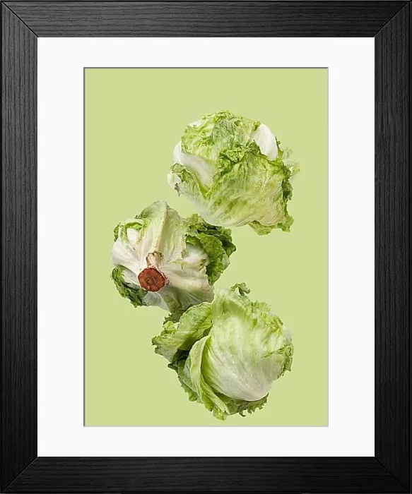 Framed Print : Iceberg lettuce flies on a green background Framed Print : Iceberg lettuce flies on a green background