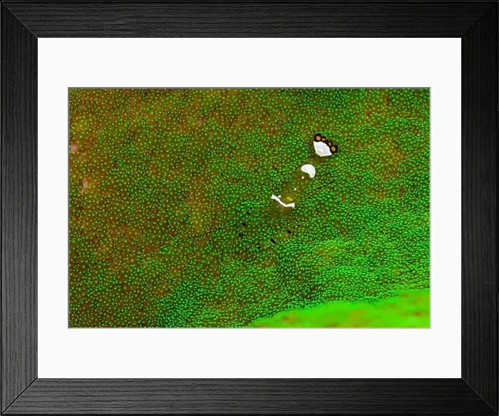Framed Print : Partner shrimp, Periclimenes sp. Marovo Lagoon, Solomon Islands, Oceania