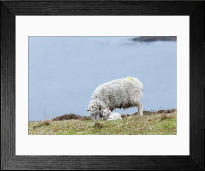 Framed Print : Shetland Sheep, a traditional, hardy breed of the Northern Isles in Scotland Framed Print : Shetland Sheep, a traditional, hardy breed of the Northern Isles in Scotland