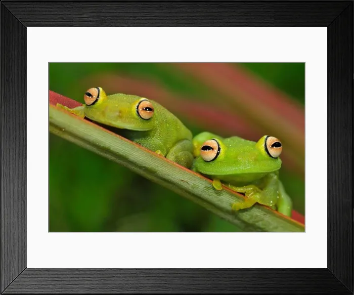 Framed Print : Rana Granosa Or Tree Frog (Hypsiboas Cinerascens), Yasuni National Park, The Amazon, Ecuador Framed Print : Rana Granosa Or Tree Frog (Hypsiboas Cinerascens), Yasuni National Park, The Amazon, Ecuador