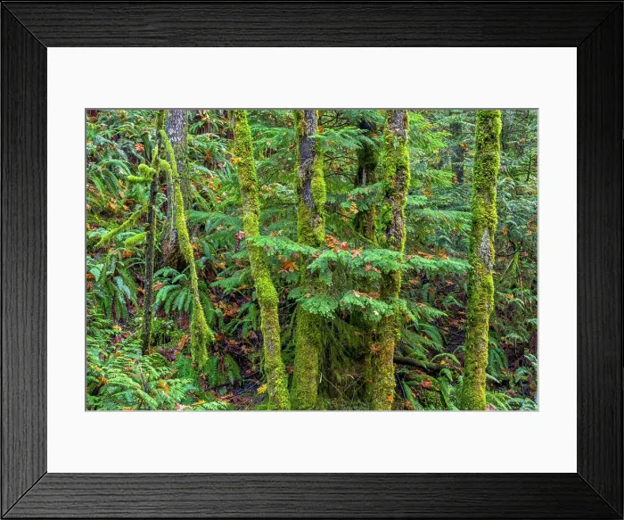 Framed Print : USA, Oregon. Columbia River Gorge National Scenic Area Framed Print : USA, Oregon. Columbia River Gorge National Scenic Area