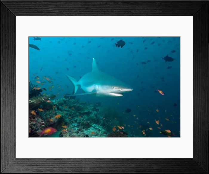 Framed Print : Grey Reef Shark, Carcharhinus amblyrhynchos, Maldives, Guraidhoo Channel, South Male Atoll Framed Print : Grey Reef Shark, Carcharhinus amblyrhynchos, Maldives, Guraidhoo Channel, South Male Atoll