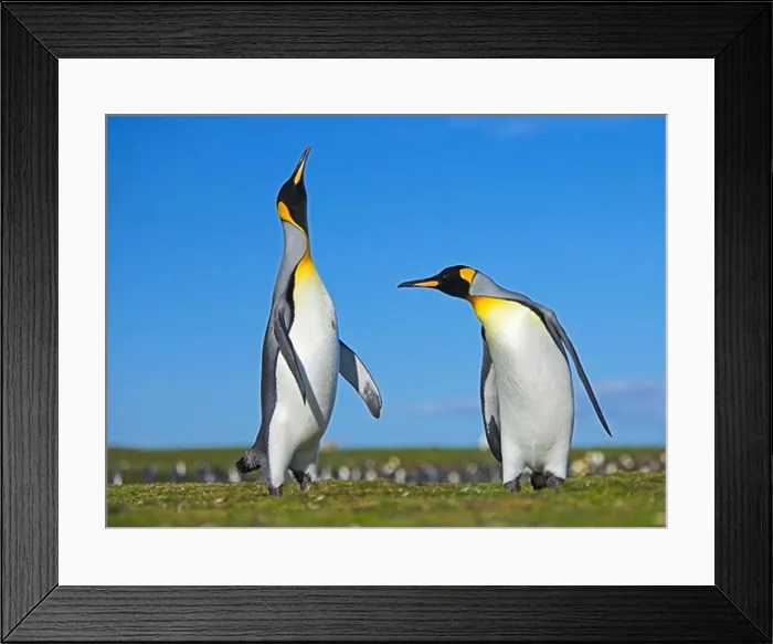 Framed Print : king penguin aptenodytes patagonicus males displaying in colony falkland islands