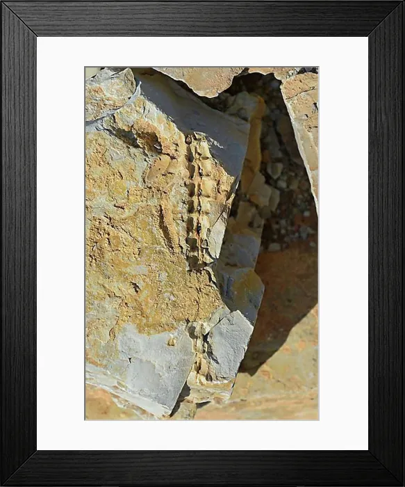 Framed Print : Mesosaurus tenuidens fossil, extinct genus of reptile from the Early Permian Framed Print : Mesosaurus tenuidens fossil, extinct genus of reptile from the Early Permian