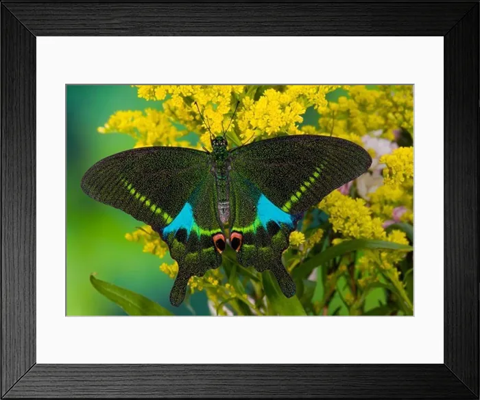 Framed Print : Male Paris Peacock Swallowtail Butterfly Framed Print : Male Paris Peacock Swallowtail Butterfly
