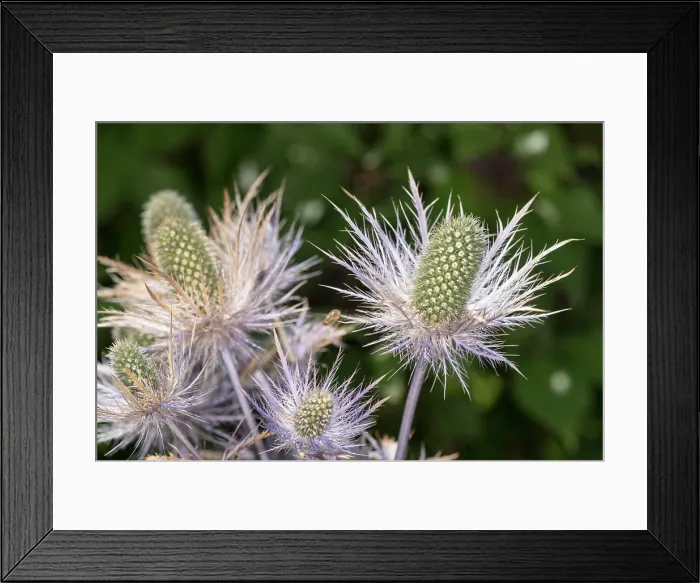 Framed Print : Alpine sea holly or queen of the Alps (Eryngium alpinum), inflorescence particular, Trentino, Italy Framed Print : Alpine sea holly or queen of the Alps (Eryngium alpinum), inflorescence particular, Trentino, Italy