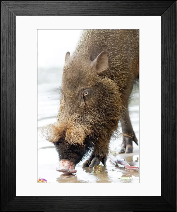 Framed Print : Bornean Bearded Pig on the beach Bako National Park, Sarawak, Malaysia, Borneo, Asia Date: Framed Print : Bornean Bearded Pig on the beach Bako National Park, Sarawak, Malaysia, Borneo, Asia Date: