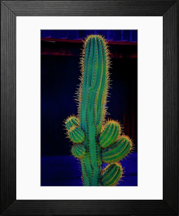 Framed Print : USA, California. Backlit saguaro cactus Framed Print : USA, California. Backlit saguaro cactus