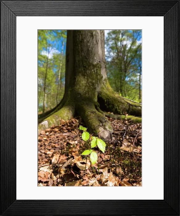 Framed Print : Beech tree sapling (Fagus sylvatica) at base of mature beech tree in Bruern Wood in The Cotswolds Framed Print : Beech tree sapling (Fagus sylvatica) at base of mature beech tree in Bruern Wood in The Cotswolds