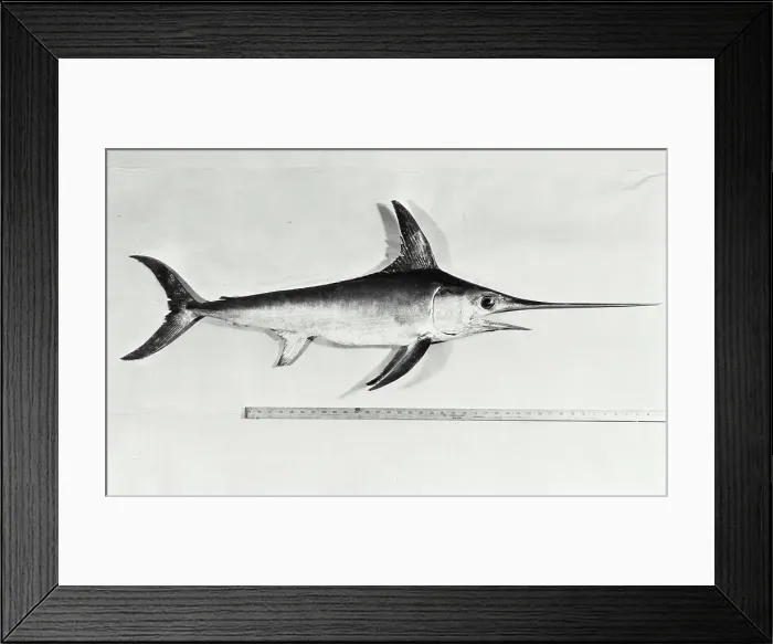 Framed Print : Vintage photograph. Swordfish, Museum of Natural History Framed Print : Vintage photograph. Swordfish, Museum of Natural History