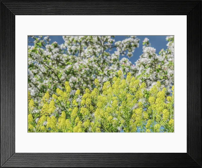 Framed Print : Spring ordinary barbar cob in spring copyright: xzoonar.com / kayxaugustinx 21671308 Framed Print : Spring ordinary barbar cob in spring copyright: xzoonar.com / kayxaugustinx 21671308