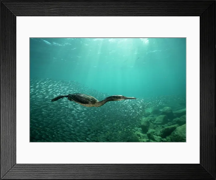 Framed Print : Brandt's cormorant (Phalacrocorax penicillatus)