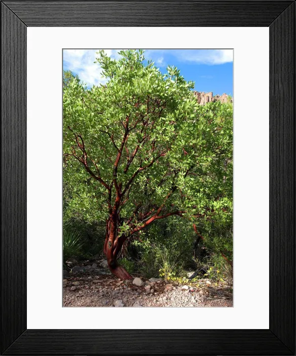 Framed Print : Pointleaf Manzanita Chiricahua Mountains NM Arizona USA Framed Print : Pointleaf Manzanita Chiricahua Mountains NM Arizona USA