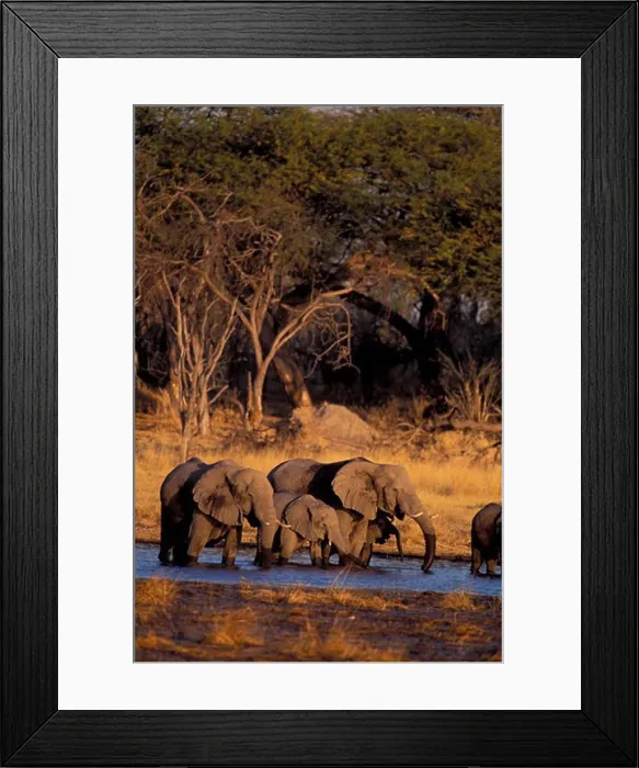 Framed Print : BOTSWANA, OKAVANGO DELTA, MOREMI WILDLIFE RESERVE, ELEPHANT HERD, DRINKING