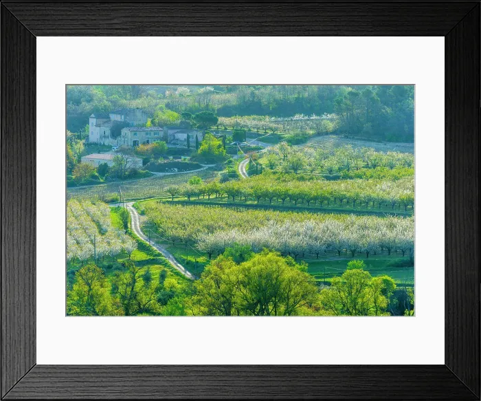 Framed Print : Cherry orchard and vinyard estate in spring, Provence, France