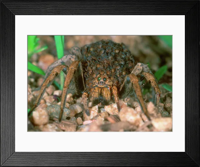 Framed Print : Portrait of Lycose female covered with nymphs Framed Print : Portrait of Lycose female covered with nymphs