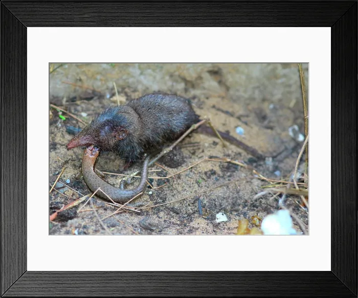 Framed Print : African giant shrew (Crocidura olivieri) eating a lizard, Casamance, Senegal Framed Print : African giant shrew (Crocidura olivieri) eating a lizard, Casamance, Senegal