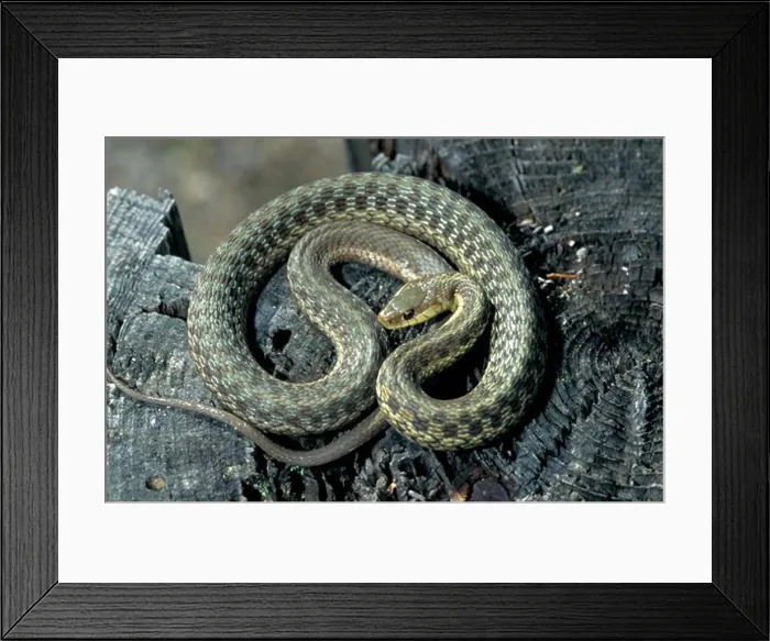 Framed Print : Eastern Garter Snake (Thamnophis sirtalis pallidula), Island Falls, Maine, USA Framed Print : Eastern Garter Snake (Thamnophis sirtalis pallidula), Island Falls, Maine, USA