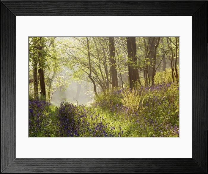 Framed Print : Bluebell (Endymion non-scriptus) flowering mass Framed Print : Bluebell (Endymion non-scriptus) flowering mass
