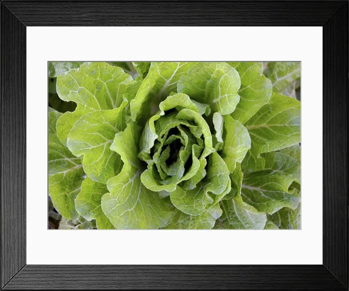 Framed Print : Close up of green lettuce