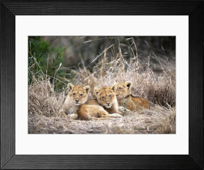 Framed Print : Lion cubs, Panthera leo, huddle together in dry grass Framed Print : Lion cubs, Panthera leo, huddle together in dry grass