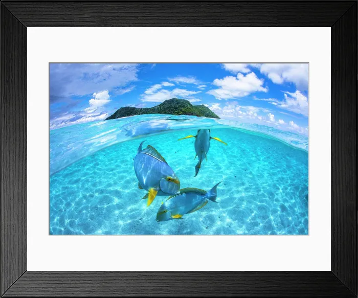 Framed Print : Eyestripe surgeonfish (Acanthurus dussumieri) on the sandbank of the islet Maji in front of M'tsamboro, Mayotte