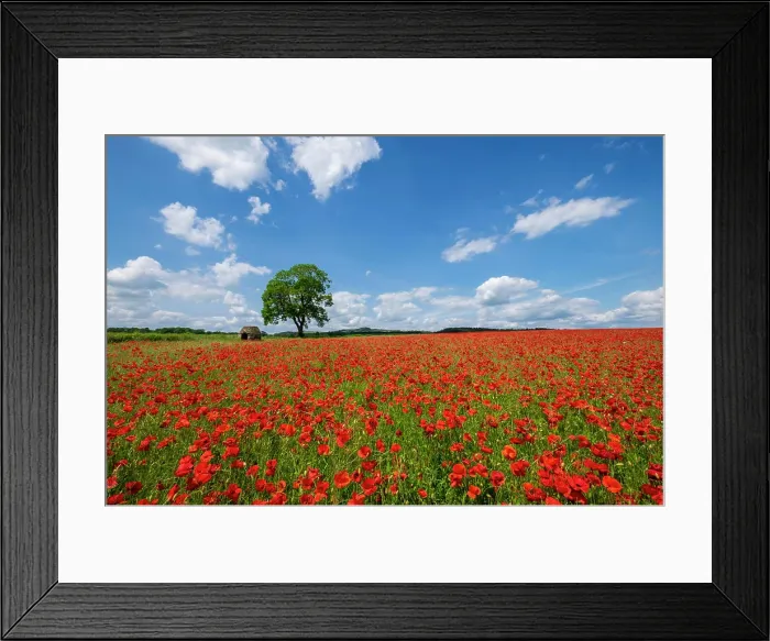 Framed Print : Beautiful red and white poppies in the Derbyshire countryside, Baslow, Derbyshire, England, United Kingdom, Europe Framed Print : Beautiful red and white poppies in the Derbyshire countryside, Baslow, Derbyshire, England, United Kingdom, Europe
