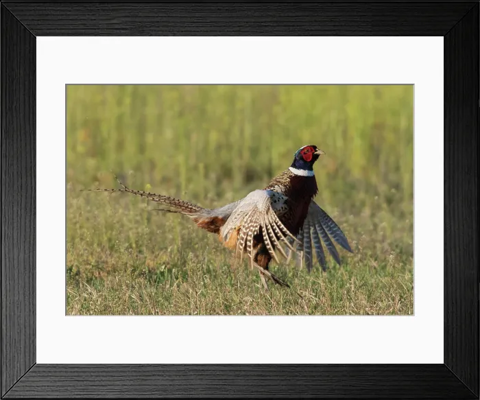 Framed Print : Ring-necked pheasant, courtship display Framed Print : Ring-necked pheasant, courtship display