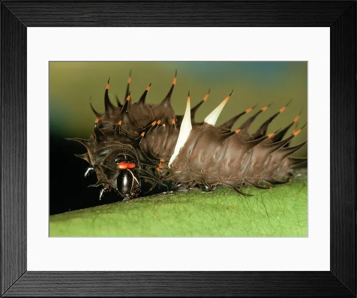 Framed Print : Common Birdwing Caterpillar (Ornithoptera priamus). Spinning girdle. Port Moresby Papua New Guinea. Fam:Papilionidae Framed Print : Common Birdwing Caterpillar (Ornithoptera priamus). Spinning girdle. Port Moresby Papua New Guinea. Fam:Papilionidae