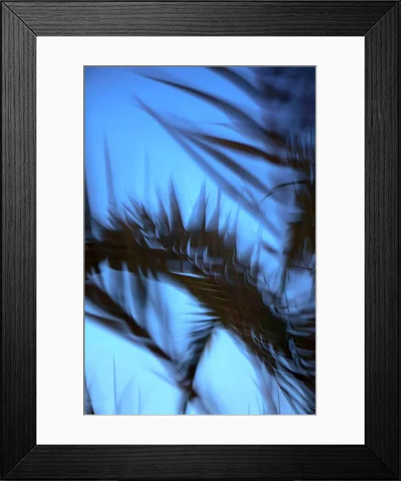 Framed Print : Blurred motion of palm leaves against clear blue sky Framed Print : Blurred motion of palm leaves against clear blue sky