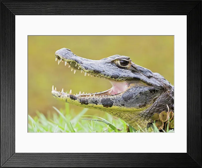 Framed Print : South America, Brasilia, Mato Grosso do Sul, Pantanal, Yacare caiman, Caiman yacare Framed Print : South America, Brasilia, Mato Grosso do Sul, Pantanal, Yacare caiman, Caiman yacare