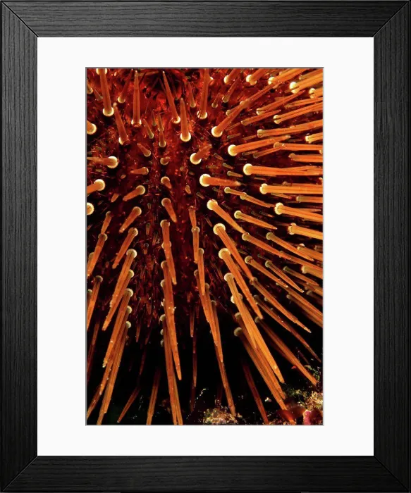 Framed Print : Detail of a Purple sea urchin Mediterranean sea France Framed Print : Detail of a Purple sea urchin Mediterranean sea France