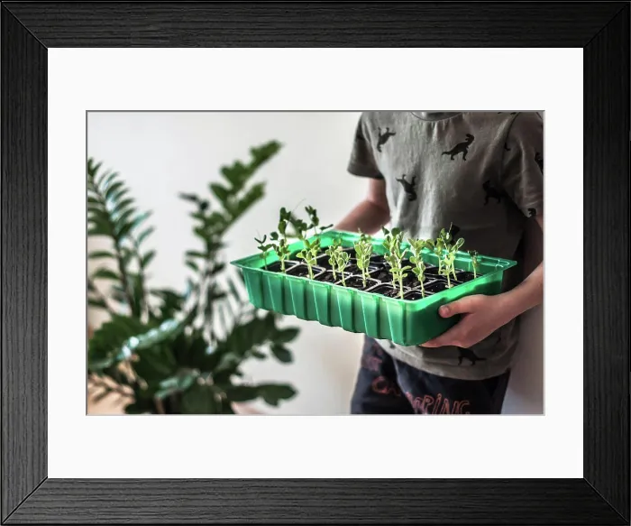 Framed Print : A large container with sprouted green peas in the boy's hands Framed Print : A large container with sprouted green peas in the boy's hands