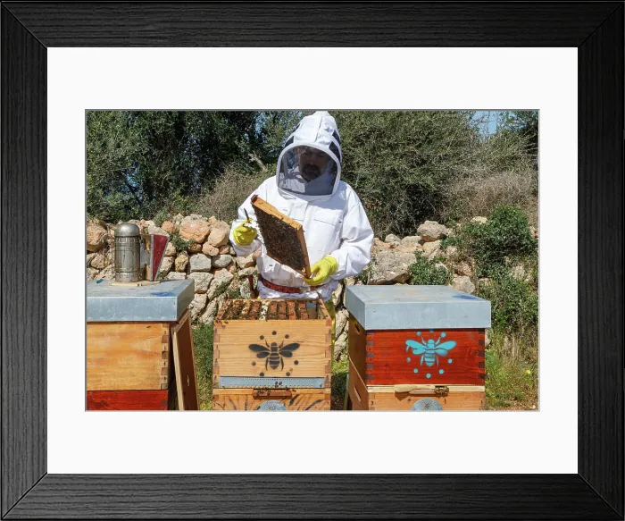 Framed Print : Male beekeeper in white protective work wear holding honeycomb with bees while collecting honey in apiary Framed Print : Male beekeeper in white protective work wear holding honeycomb with bees while collecting honey in apiary