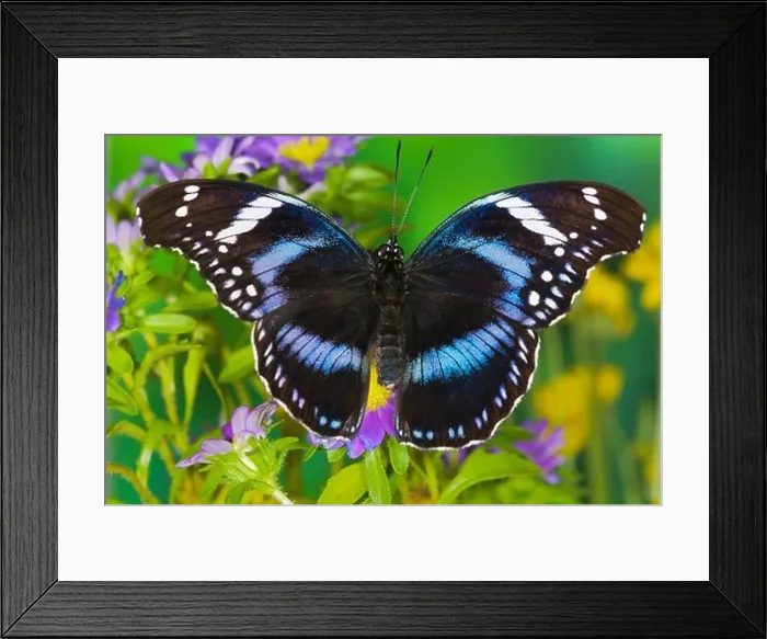 Framed Print : Black-Tipped Diadem Butterfly Framed Print : Black-Tipped Diadem Butterfly