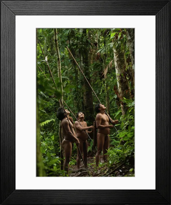 Framed Print : Huaorani Indians, Mipo Wira, Ontogamo Kaimo & Oaoa Yate out hunting with their blowguns Framed Print : Huaorani Indians, Mipo Wira, Ontogamo Kaimo & Oaoa Yate out hunting with their blowguns