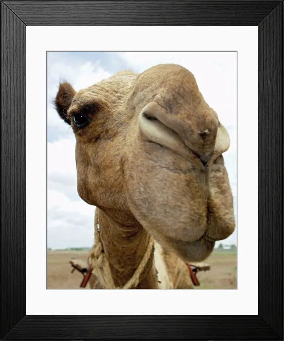 Framed Print : The Face of a Camel Framed Print : The Face of a Camel