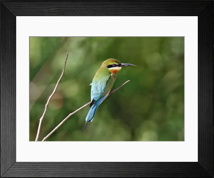 Framed Print : Blue-tailed Bee-eater (Merops philippinus) adult, perched on twig, Yala N.P. Sri Lanka, February