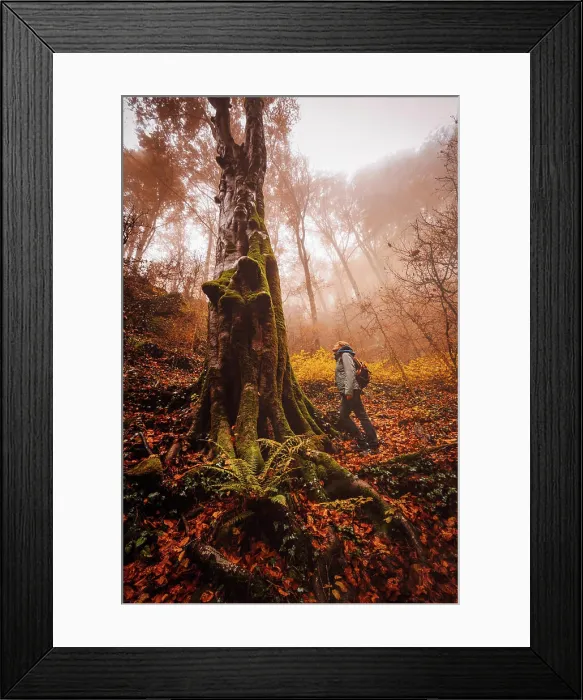 Framed Print : Woman walking and contemplating forest with autumn colors among fog Framed Print : Woman walking and contemplating forest with autumn colors among fog