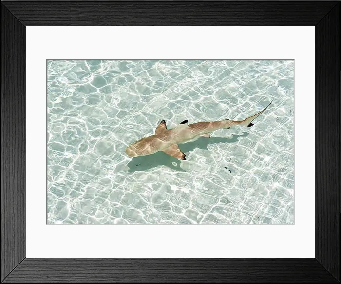 Framed Print : Blacktip Reef Shark (Carcharhinus melanopterus), Kurendhoo Island, Lhaviyani Atoll, Maldives, Asia Framed Print : Blacktip Reef Shark (Carcharhinus melanopterus), Kurendhoo Island, Lhaviyani Atoll, Maldives, Asia