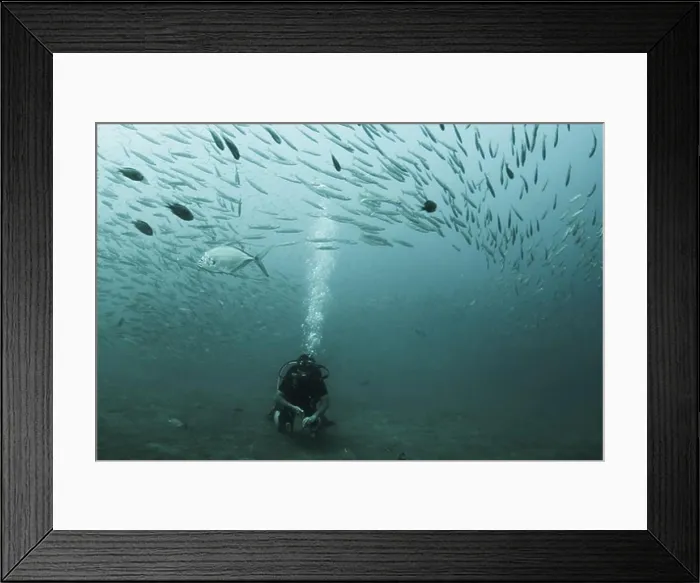 Framed Print : Underwater view of school of fish with scuba diver, Similan National Reserve, Richelieu Rock, Andaman Sea, Thailand Framed Print : Underwater view of school of fish with scuba diver, Similan National Reserve, Richelieu Rock, Andaman Sea, Thailand