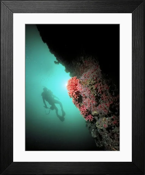 Framed Print : Diver and Invertebrate Wall
