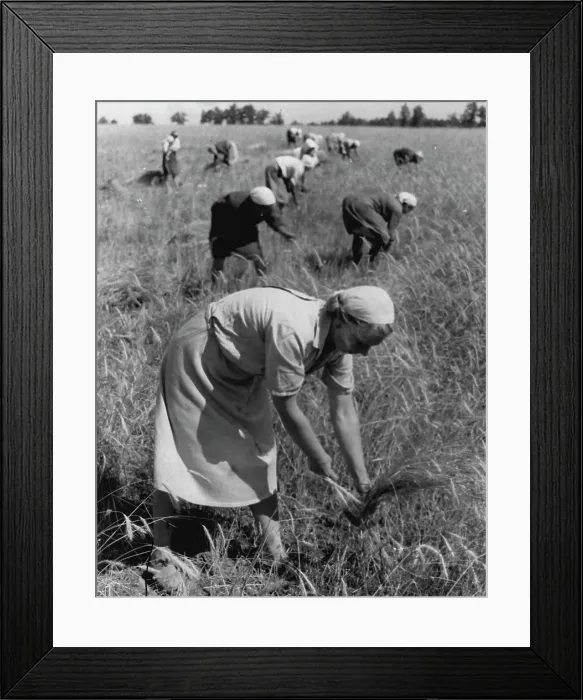 Framed Print : Working on a collective farm in the name of Frunz Framed Print : Working on a collective farm in the name of Frunz