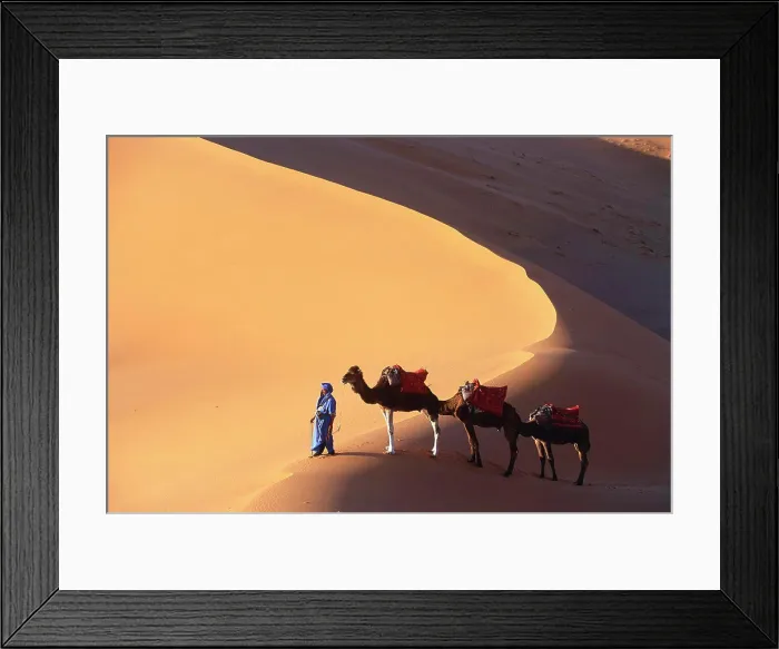 Framed Print : High angle view of man leading three camels through a desert Framed Print : High angle view of man leading three camels through a desert