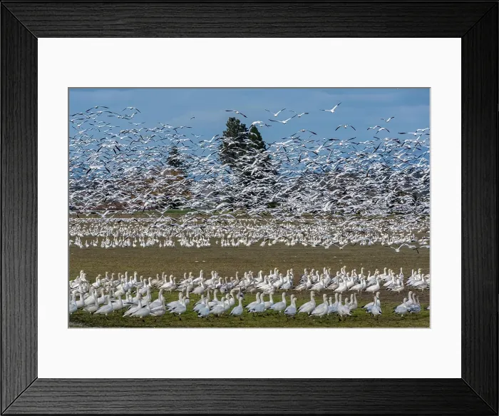 Framed Print : USA, Washington, Skagit Valley. Flock of geese taking flight over other geese Framed Print : USA, Washington, Skagit Valley. Flock of geese taking flight over other geese